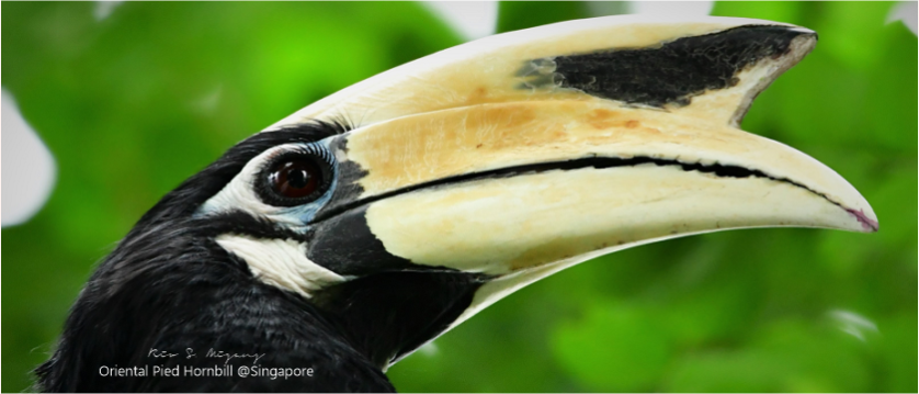 SIngapore Birds