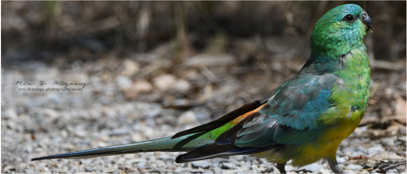 Australian Birds : Red Rumpet Parrot
