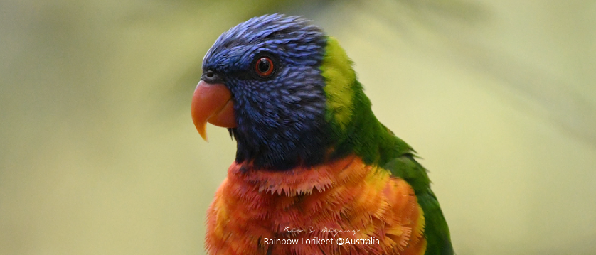 Australian Birds: Rainbow Lorikeet